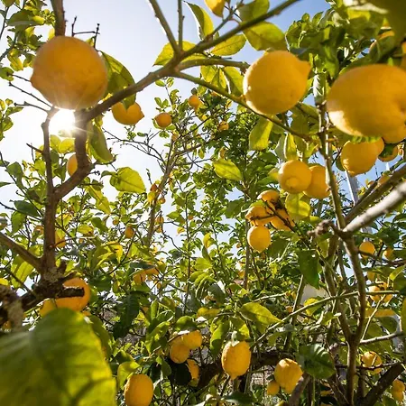 Oidor - Cilento * アシェーア