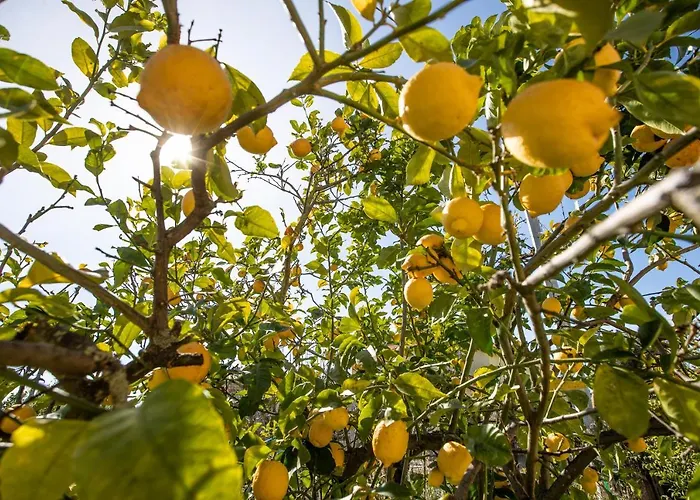 Oidor - Cilento * 阿谢亚